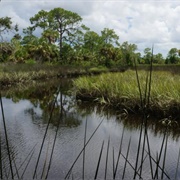 Werner-Boyce Salt Springs State Park