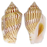 Strombus Mutabilis