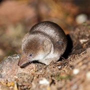 Pacific Shrew