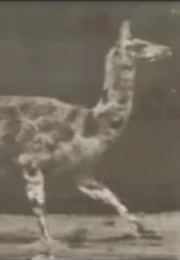 Guanaco Galloping 1887 (1890)
