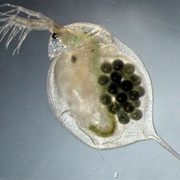 Daphnia