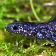 Blue Spotted Salamander