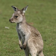 Kangaroo