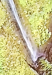 On the Wings of a Butterfly (1986)