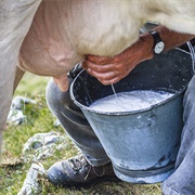 Milked a Cow