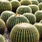 Barrel Cactus