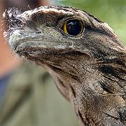 Frogmouth