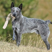 Australian Stumpy Tail Cattle Dog