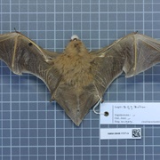Southern Yellow Bat
