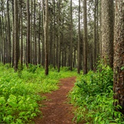 Ngwo Pine Forest, Nigeria