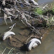 Cheryl Miller & Pamela Jackson