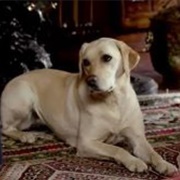 Isis (Downton Abbey)