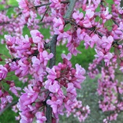Eastern Redbud