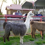 Gray Llama