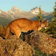 See a Wild Cougar