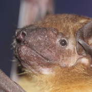 Greater Asiatic Yellow Bat