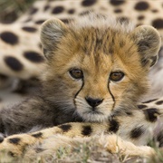 Cheetah Cub