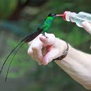 Feed the Humming Birds at Rocklands Bird Feeding Station