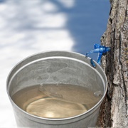 Tapped a Maple Tree