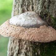 Artist's Bracket (Ganoderma Applanatum)