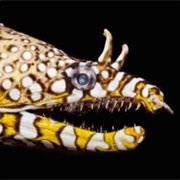 Dragon Eel