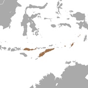 Keast's Tube-Nosed Bat