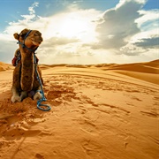 Sahara Desert