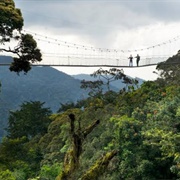 Rwanda - Nyungwe Forest