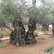 Garden of Gethsemane, Jerusalem