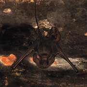 Lesser Mouse-Tailed Bat