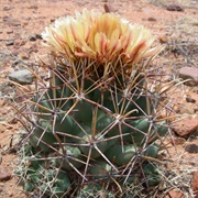 Pineapple Cactus