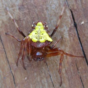 Arrowhead Spider