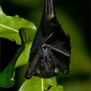 Andersen's Flying Fox