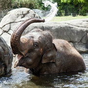 Auckland Zoo, New Zealand