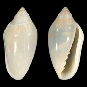 Velie Marginella