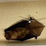 Bickham's Little Yellow Bat