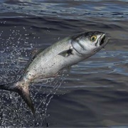 Bluefish