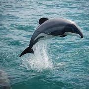 Rarest Dolphin (Maui)