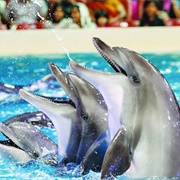 Dubai Dolphinarium