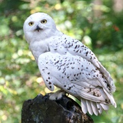 Hedwig (Harry Potter)