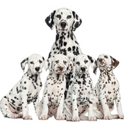 Five Little Speckled Dogs