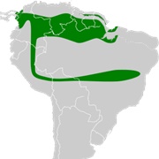 Chestnut Long-Tongued Bat