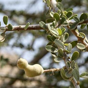 Meru (Maerua Crassifolia)