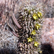 Hoodia Alstonii