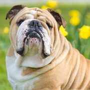 English Bulldog