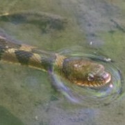 Banded Water Snake