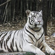 Arignar Anna Zoological Park (Vandalur Zoo), India