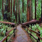Bohemian Grove, Monte Rio, California