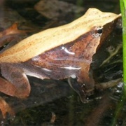 Darwin's Frog