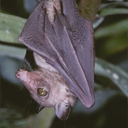 Western Woermann's Fruit Bat